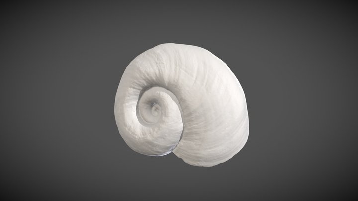 Biomphalaria barthi (Brown, 1973) HOLOTYPE – Modello 3D gratuito STL