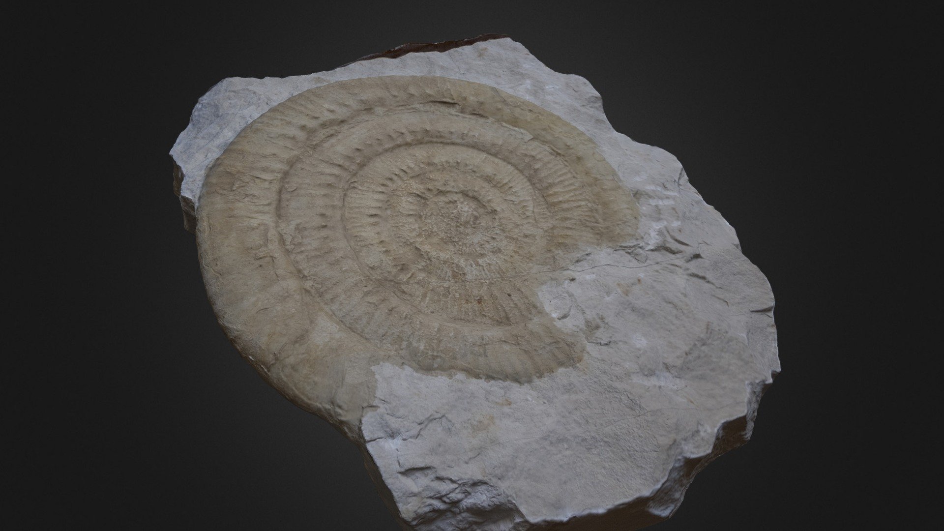 Skirroceras dolicoecus Buckman