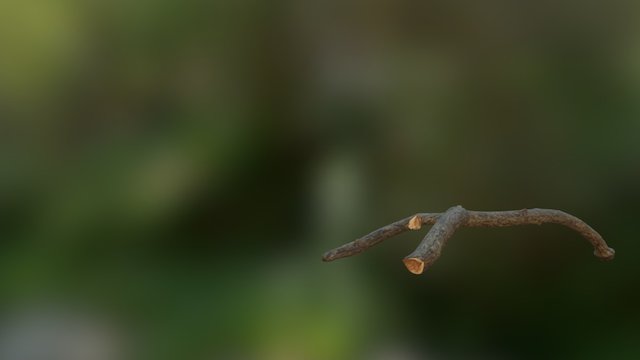Branche 3D Model