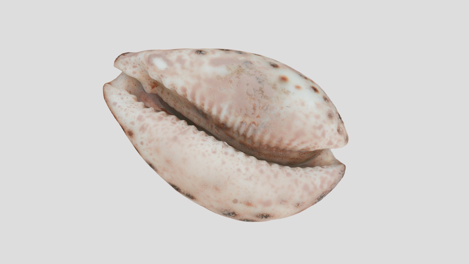 Cypraea sp.