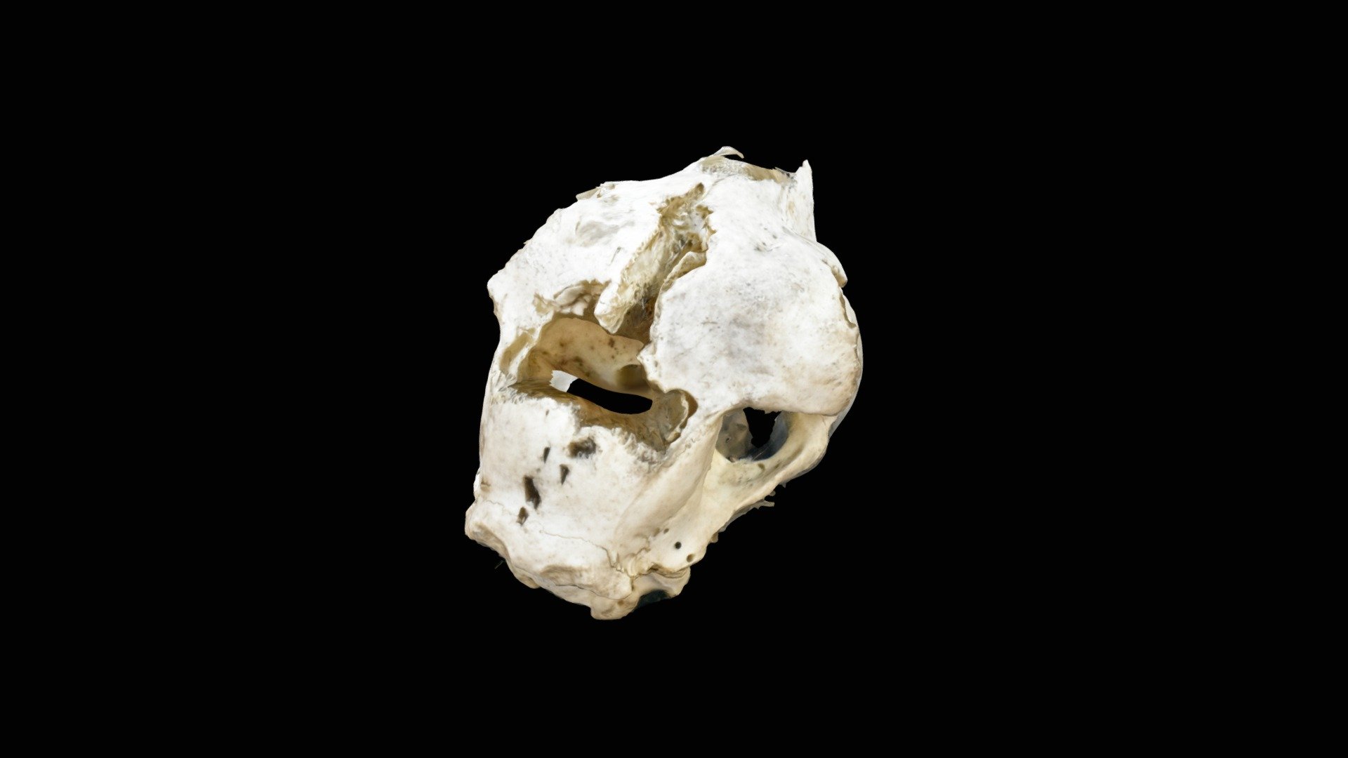 Deer Skull