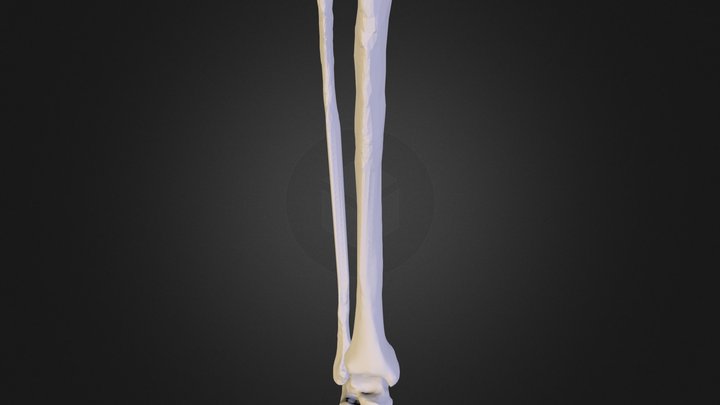 Foot 3D Model