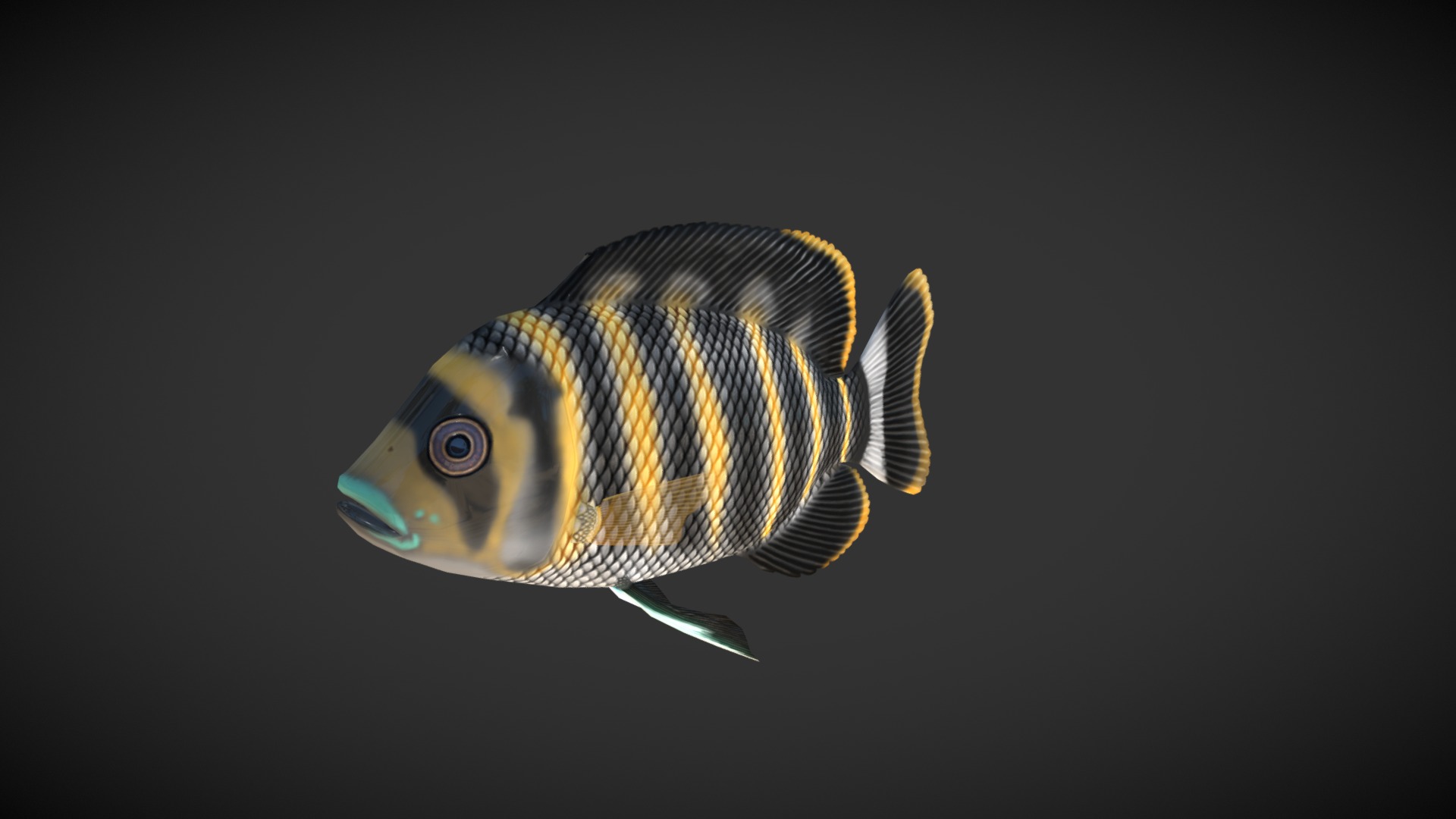 3D model Tillapia Buttikoferi fish - This is a 3D model of the Tillapia Buttikoferi fish. The 3D model is about a fish swimming in water.