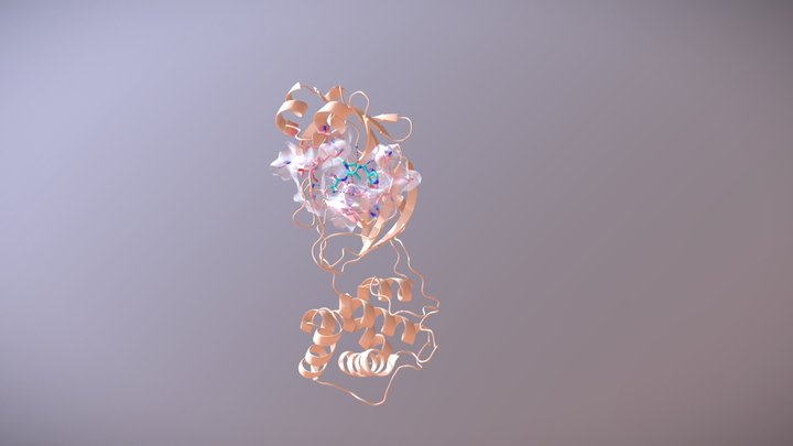 SARS-CoV-2 Main Protease and PF-07321332 3D Model