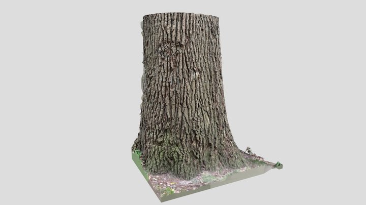 Old oak 3D Model