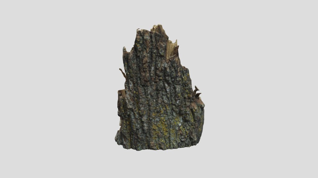 Section Of Tree Bark
