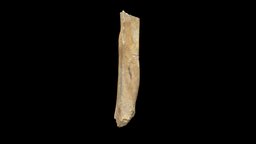 tibia - 3D model by Luiz.Sais [3235e47] - Sketchfab