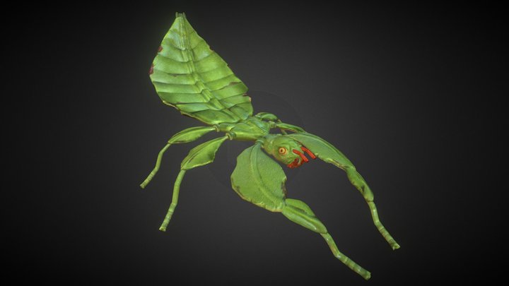 Leaf Insect 3D Model