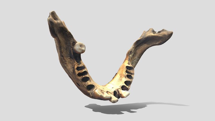 Mandibula2 3D Model