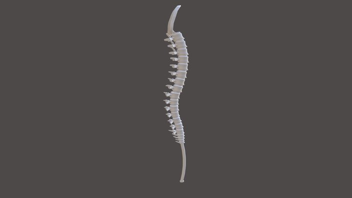 spine sword 3D Model