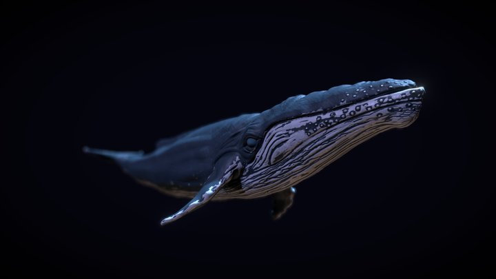 Whales 3D Model