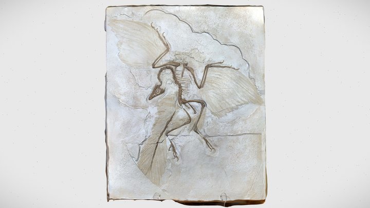 Archaeopteryx lithographica (cast) 3D Model