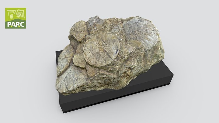Banco fossili del Miocene - CG 40 3D Model