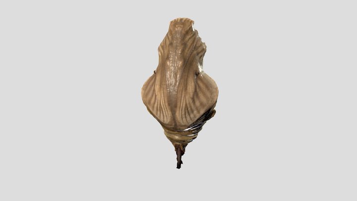 Pupa of Pachliopta kotzebuea – Free 3D Model STL