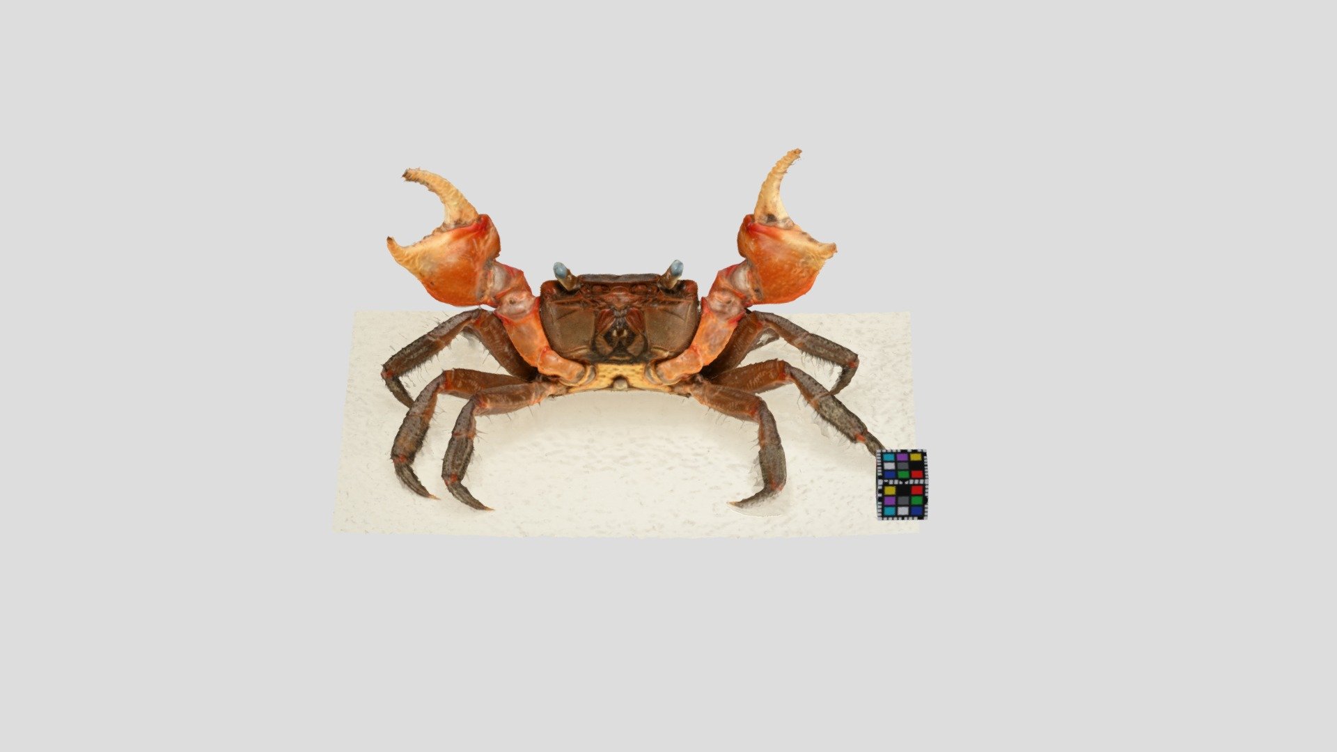 アカテガニ オス Chiromantes haematocheir