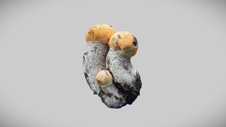 Real mushroom 0032 (Leccinum versipelle) 3D Model