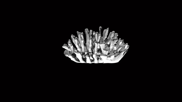 Coral Cut 3D Model