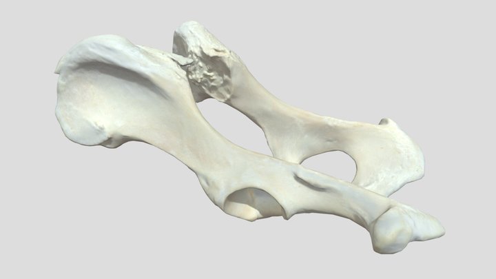 Becken 8% 3D Model