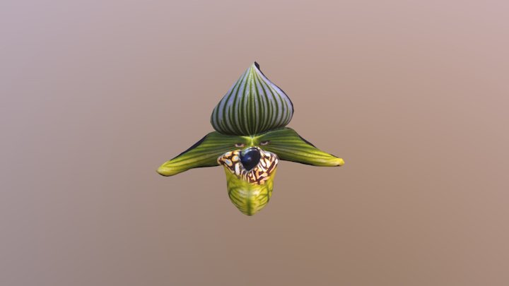OrchidBucketFace 3D Model