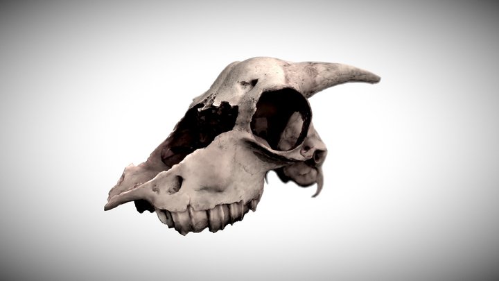 Goat Skull 3D Model