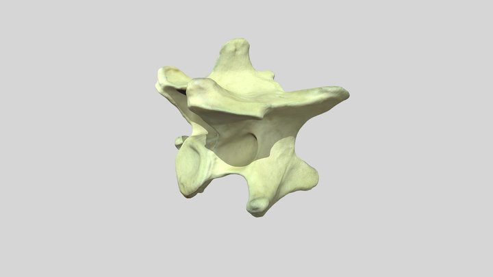 Canine Cervical Vertebra 3D Model