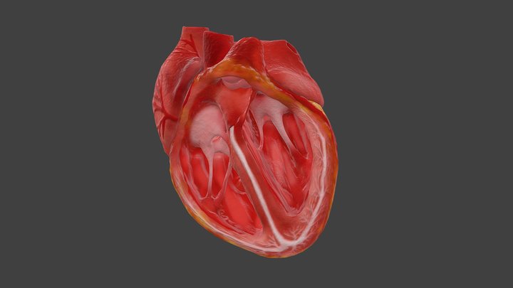 300129 Animated Human Heart 3D Model
