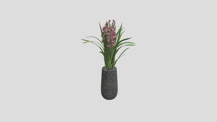 Pink Orchid Plant