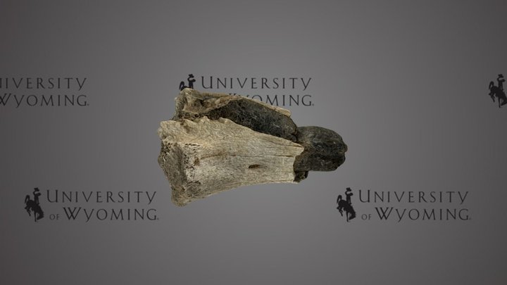 Miocen Mammal Tibia Fragment, Wyoming – Free 3D Model STL