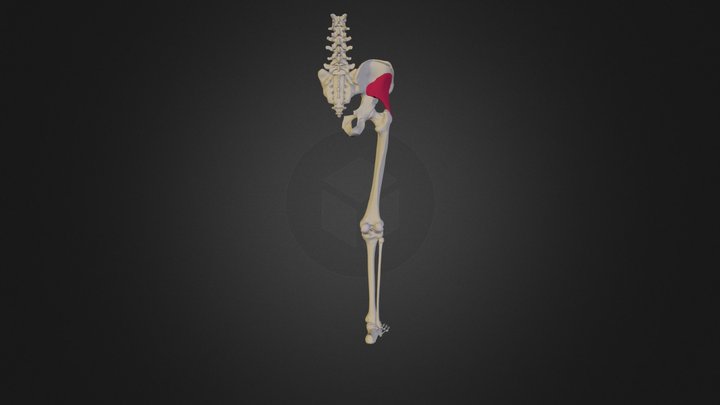 Gluteus Minimus Human Anatomy 3D Model