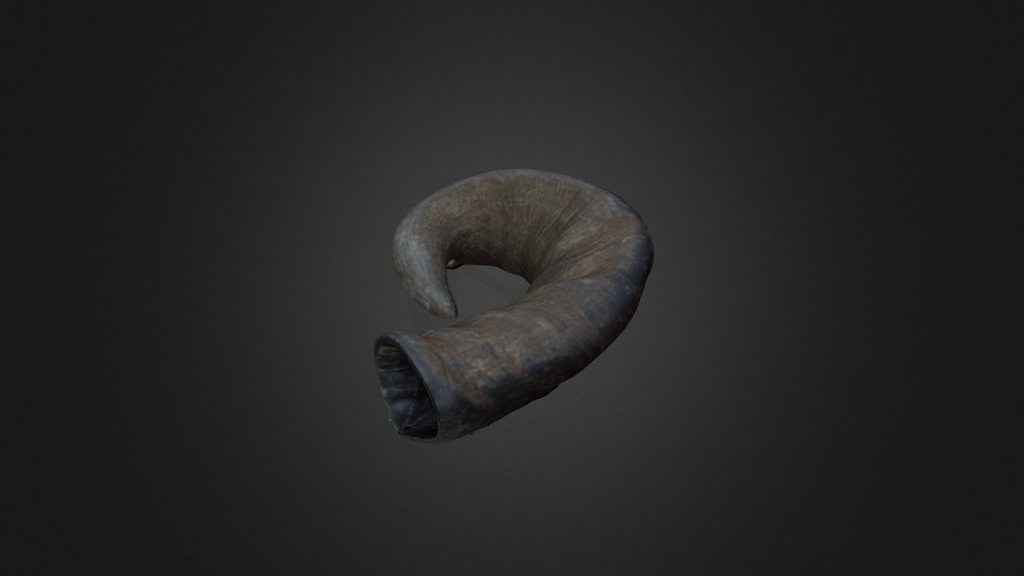 Water Buffil Horn