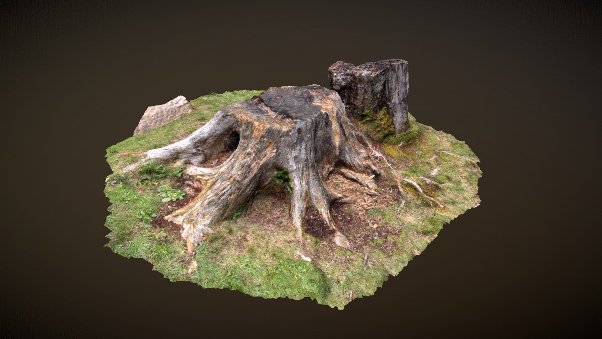 Tree stumps - 3D scanned