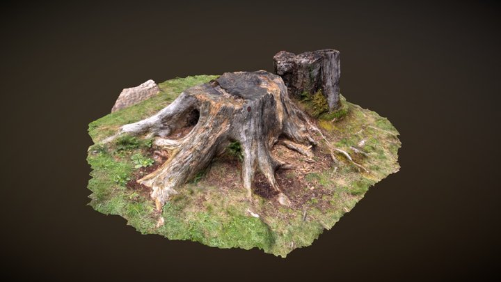 Tree stumps - 3D scanned 3D Model