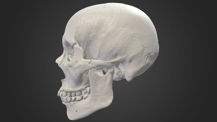 ROJO-HS-1 ヒト 頭骨　Human Skull 3D Model