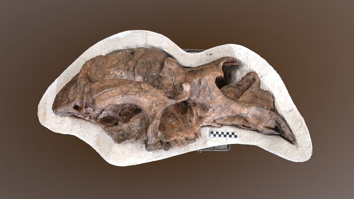 Diprotodon optatum (skull) 3D Model