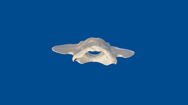 3D Dog Bone Project: Atlas – Modello 3D gratuito STL