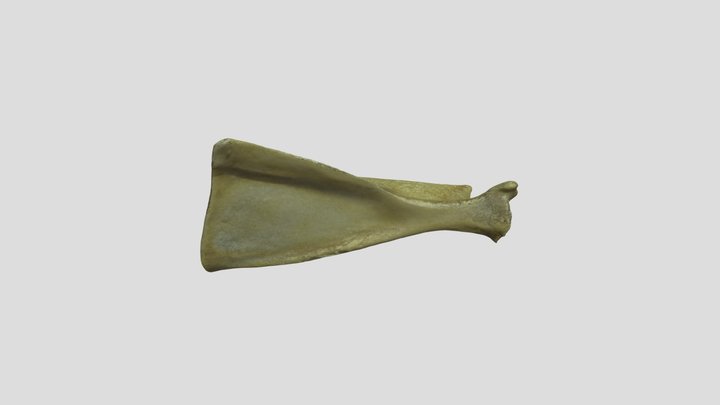 Dorcas Gazelle (Gazella dorcas) Scapula 3D Model