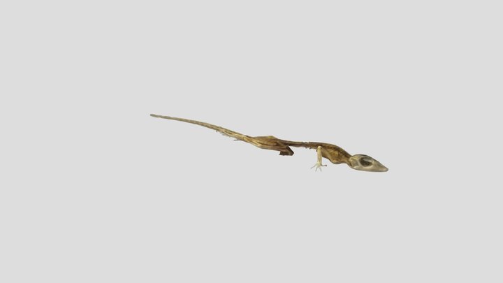 Brown Anole Mummy 3D Model