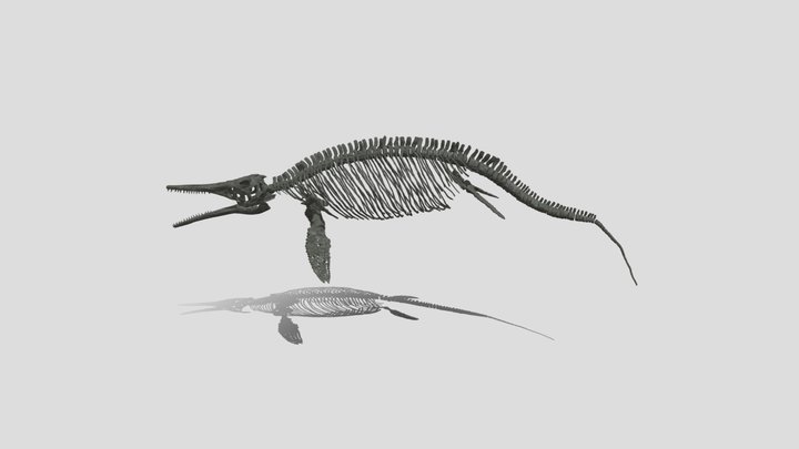 ステノプテリギウス 3D Model