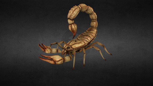 Scorpion 3D Model