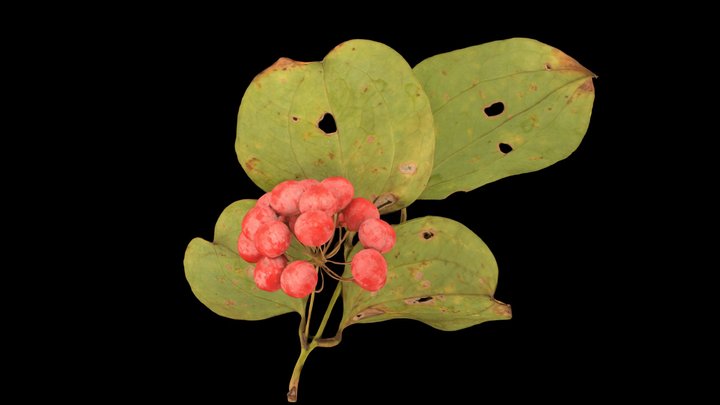 CC0 サルトリイバラ Chinese Smilax, Smilax china – Free 3D Model STL
