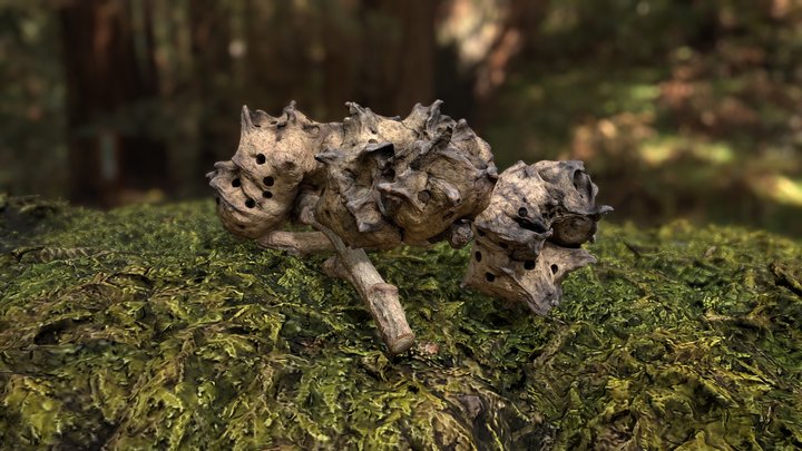 Halka - Adelgid - macro photogrammetry