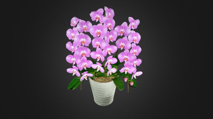 Phalaenopsis orchid 3D Model