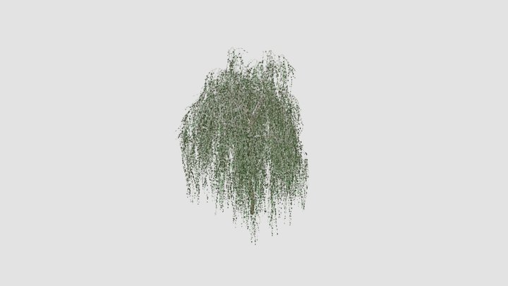 silver birch - 3D model by Jamlu69 [74450e8] - Sketchfab