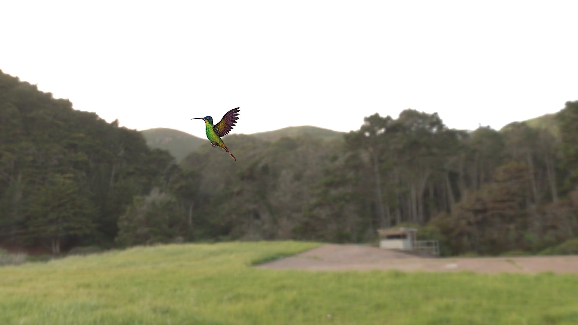 Hummingbird