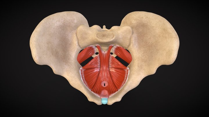 2025 Female Pelvic Floor Muscles 3D Model