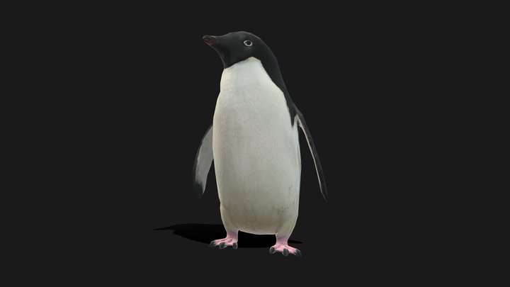 Adelie Penguin Low Poly Animated 3D Model