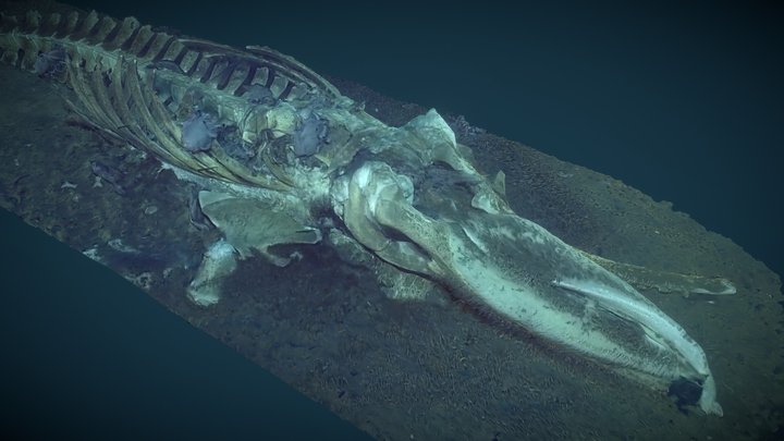 Whale Fall 3D Model