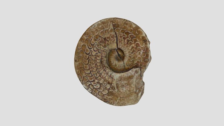 Ceratites sp. UDC121 3D Model