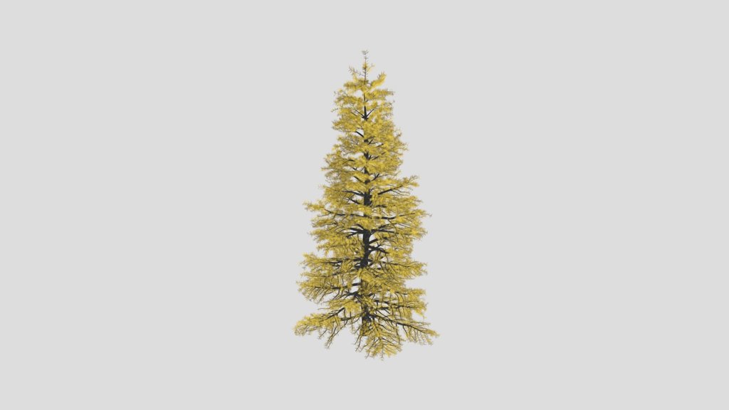 Larch Tree Fall Season