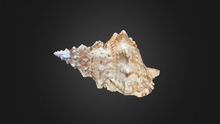Large Frog Snail -Scanned by Creality Otter Lite – Modello 3D gratuito STL